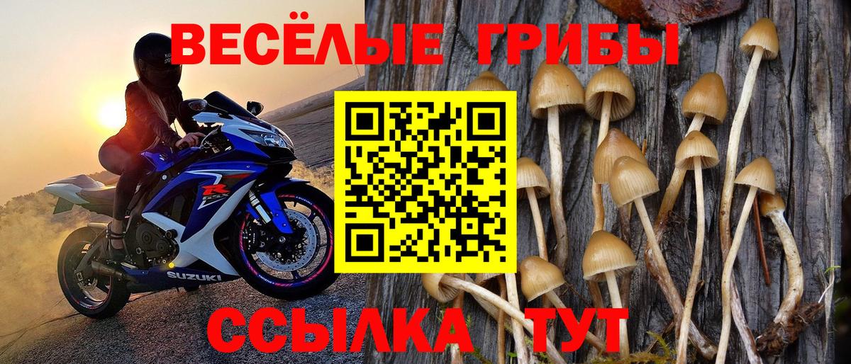 Галлюциногенные грибы Psilocybe Новокубанск